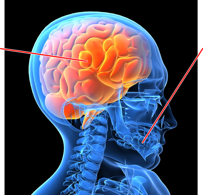 Kroppens Organ: Hjärna & Mun