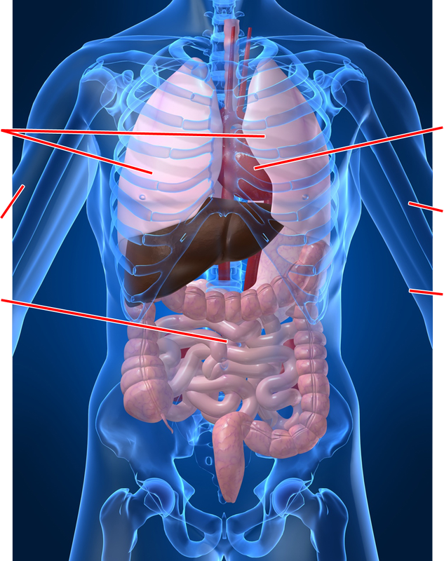 Kroppens Organ: Lungor, Hjärta, Muskler, Skelett, Magsäck & Hud
